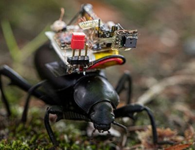 Встречайте жуков-шпионов!